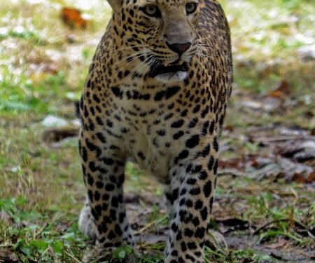 54 leopards in Mumbai forests credited for highest density in world