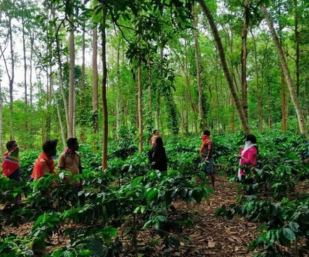 PM Modi praises Koraput Coffee: Odisha Guv, CM hail recognition as major boost for local farmers