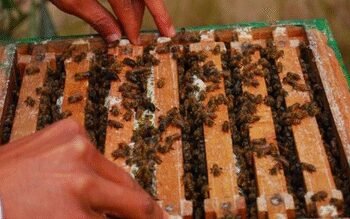 ‘Sweet Revolution’: India becomes world’s 2nd largest honey exporter