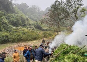 Security forces destroy ganja plants valued at Rs 108 crore in Tripura