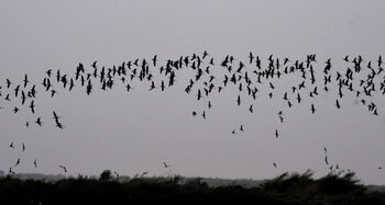 Gujarat’s wetlands saw over 8.33 lakh migratory birds in 2024–25