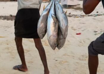 Lakshadweep eyes integrated fisheries hub to boost Blue Economy