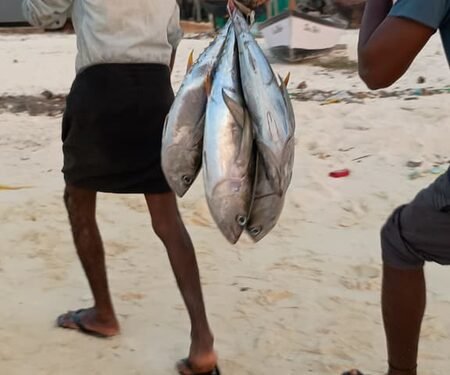 Lakshadweep eyes integrated fisheries hub to boost Blue Economy