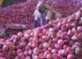 Shallot surplus crashes prices to Rs 10/kg in TN’s Perambalur, farmers seek govt intervention