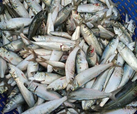 Meghalaya bans illegal import and sale of fish from Bangladesh