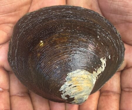 CMFRI breakthrough revives hope for mangrove clam restoration