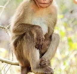 Nepal declares wild red monkey agriculture-damaging animal