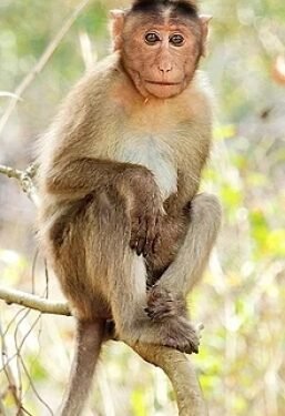 Nepal declares wild red monkey agriculture-damaging animal
