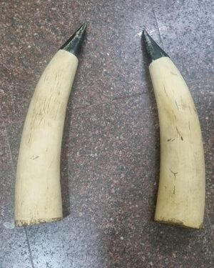 Elephant tusks worth Rs 2 crore stolen from high-security military camp in Kerala