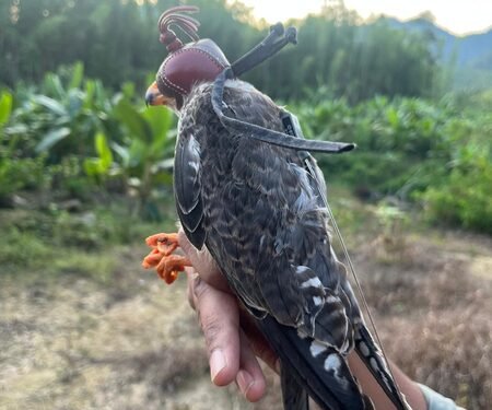 Amur falcons tagged in Manipur reach Africa; three birds tracked in Somalia, Zimbabwe & Botswana