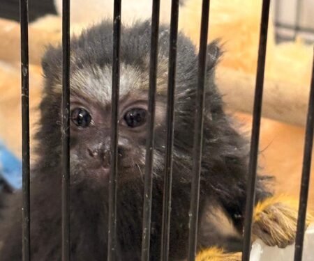 Illegal exotic animal, bird breeding and sale racket busted in Gujarat