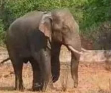 Elephant kills one in Ranchi residential area, panic grips locals