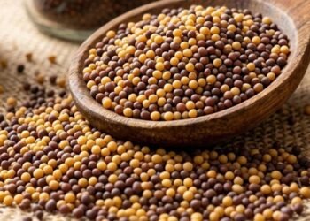 Haryana expected to see 13.17 lakh metric tons mustard