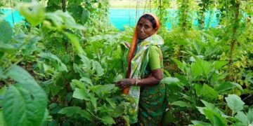 Agroecological homesteads boost women’s incomes, nutrition in Central India: Report