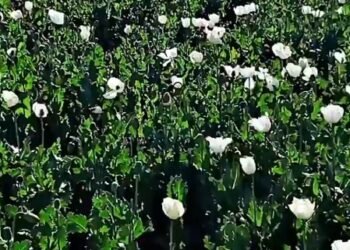Pakistan: Locals worried as Balochistan becomes new hub for poppy cultivation