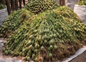 Madhya Pradesh Police seize around 8 tonnes of illegal opium in three districts