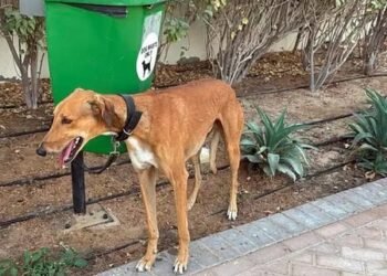 Animals in distress: Amid West Asia conflict people abandon pets as they flee Dubai