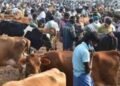Model code of conduct curbs hit century old Poigai cattle market in TN’s Vellore