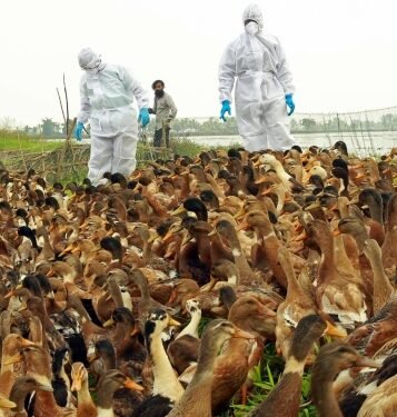 Over 22,000 birds culled, buried as flu outbreak confirmed in Chhattisgarh’s Bilaspur