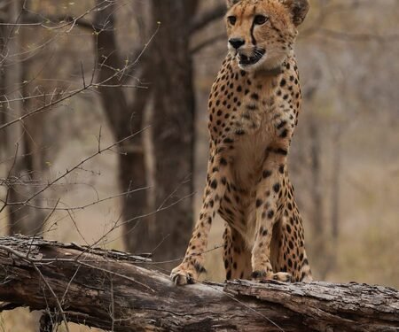 Milestone for first India-born cheetah ‘Mukhi’