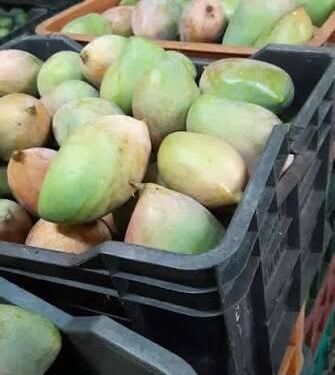 West Asia conflict hits Coimbatore mango exports, prices crash amid supply gluts