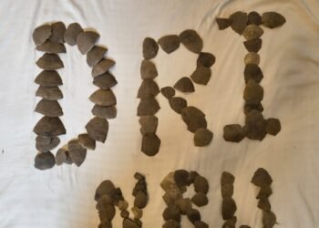 DRI’s Nagpur unit dismantles trafficking ring of over 16 kg of Pangolin scales in C’garh; three arrested