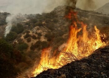 Japan wildfire uncontained, scorching nearly 1,200 hectares