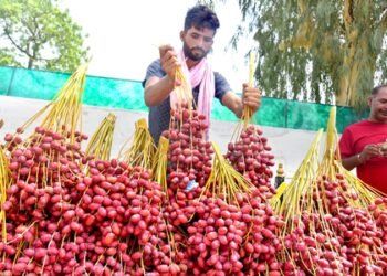 Over 75.5 lakh street vendors avail 112 lakh loans under PM SVANidhi
