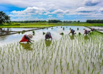 El Nino likely to add to existing inflationary pressures, buffer stocks well-positioned: Eco Review
