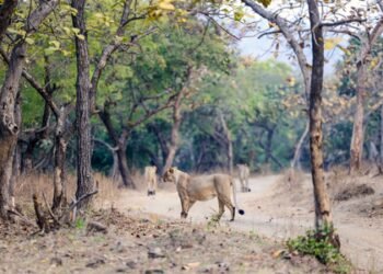 Gujarat: Eight Gir lion cubs die in suspected babesiosis cases; no new deaths in 48 hours