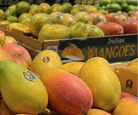 Indian mangoes arrive in Seattle stores