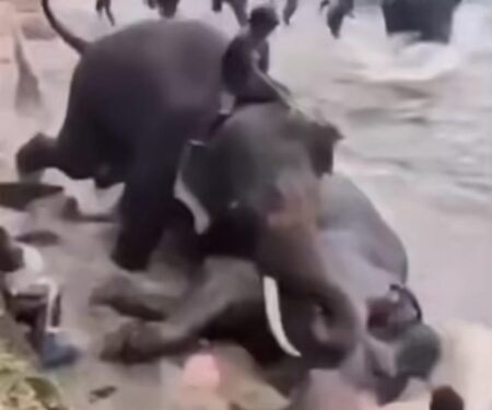 Tourist from Tamil Nadu killed as captive elephant fights with another elephant in Karnataka’s Dubare camp