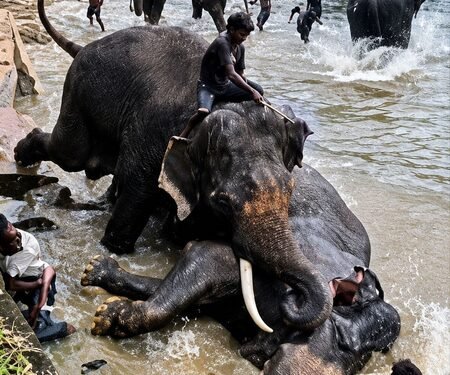 Elephant Marthanda injured in fight dies, Dubare camp closed to tourists for 2 days