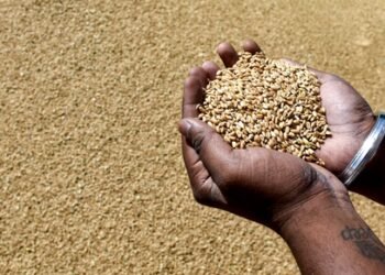 MP exceeds wheat procurement target with record 104 lakh tonnes