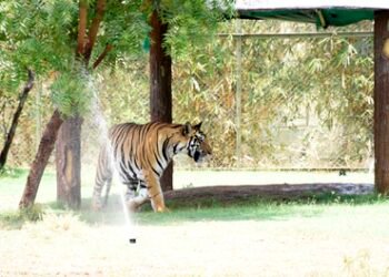 Gujarat: Indroda Nature Park uses 15 coolers, 20 sprinklers to protect over 600 animals from heat