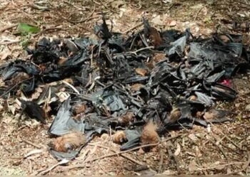 Mysterious mass deaths of bats spark concern in Chhattisgarh’s Balod; samples sent to Bhopal
