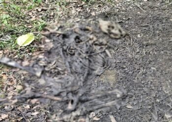 Kaziranga National Park authorities launch probe after recovery of tiger carcass