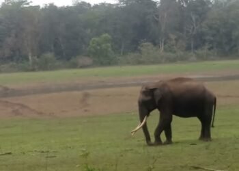 Kerala logs third man-animal conflict death in a week