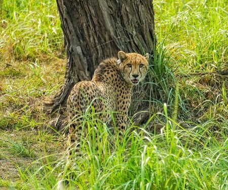 MP: India-born cheetah kgp11 dies at Kuno after treatment