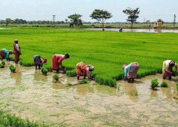 Fertiliser price hike deepens concerns among farmers amid rising cultivation costs