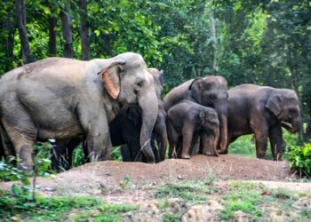 Elephant herd kills couple in MP’s Sidhi; protest erupts over rehabilitation issues