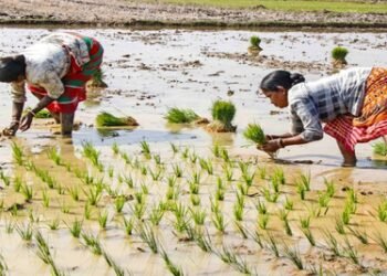 Foodgrain stocks adequate, fertilisers and edible oil availability strong and stable: Centre
