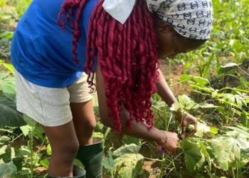 Okra farmers in TN’s Salem face heavy losses as prices crash