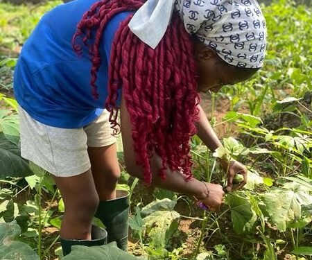 Okra farmers in TN’s Salem face heavy losses as prices crash