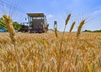 Rising fertiliser costs drive downturn in Australian wheat production