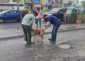 SC stray dog order implemented across Ahmedabad; AMC covers 1,050 sites under compliance drive