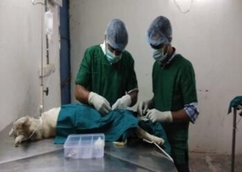 Ahmedabad nears 90 pc stray dog sterilisation under rabies control programme