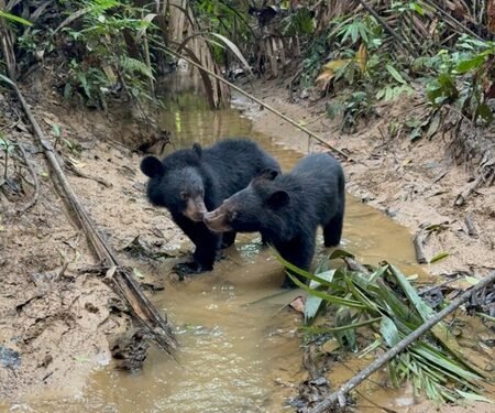 Two orphaned Asiatic black bears released into wild after rehabilitation in Assam’s Kaziranga National Park
