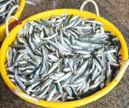 Himachal supplies 8.5 lakh rainbow trout fry to Uttarakhand