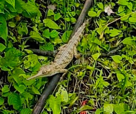 Juvenile gharial sighting signals revival of Assam’s river ecosystem: Himanta Sarma